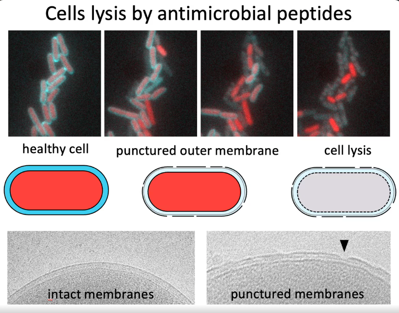 peptides