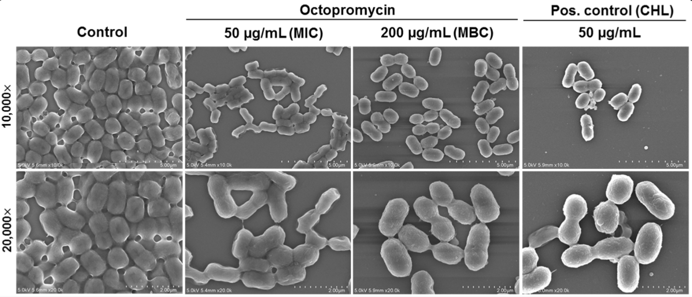 antibacterial mucin